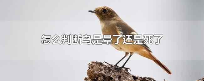 怎么判断鸟是晕了还是死了