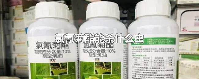 氯氰菊酯能杀什么虫 氯氰菊酯能杀什么虫