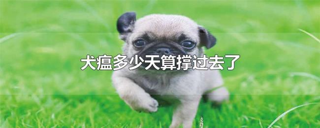 犬瘟多少天算撑过去了 犬瘟多少天算撑过去了
