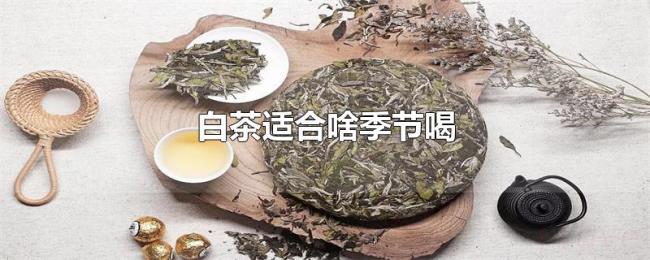 白茶适合啥季节喝 白茶适合啥季节喝
