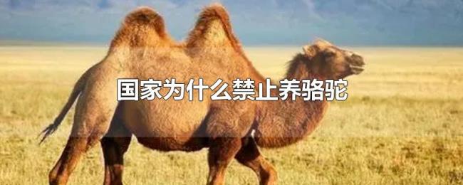 国家为什么禁止养骆驼