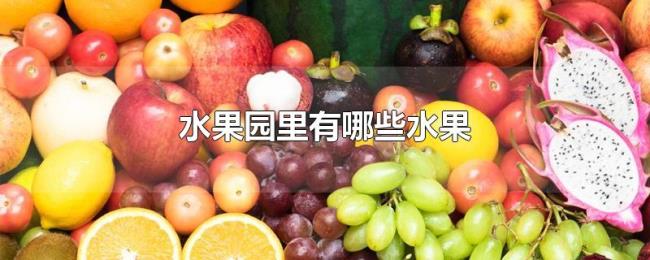 水果园里有哪些水果