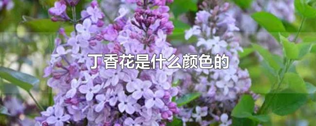丁香花是什么颜色的 丁香花是什么颜色的