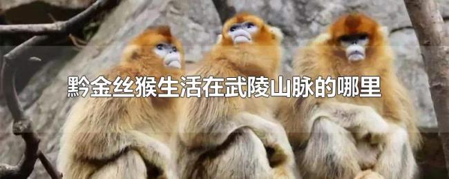 黔金丝猴生活在武陵山脉的哪里