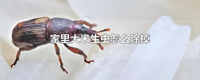家里大米生虫怎么除掉