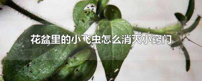 花盆里的小飞虫怎么消灭小窍门