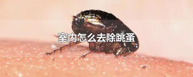 室内怎么去除跳蚤