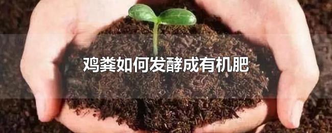 鸡粪如何发酵成有机肥 鸡粪如何发酵成有机肥