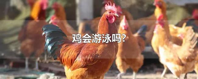 鸡会游泳吗? 鸡会游泳吗?