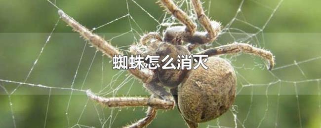 蜘蛛怎么消灭