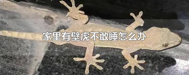家里有壁虎不敢睡怎么办