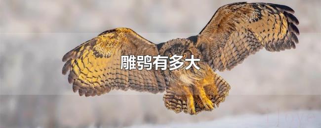 雕鸮有多大 雕鸮有多大