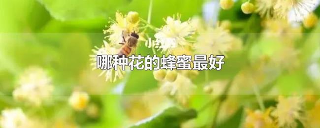 哪种花的蜂蜜最好 哪种花的蜂蜜最好