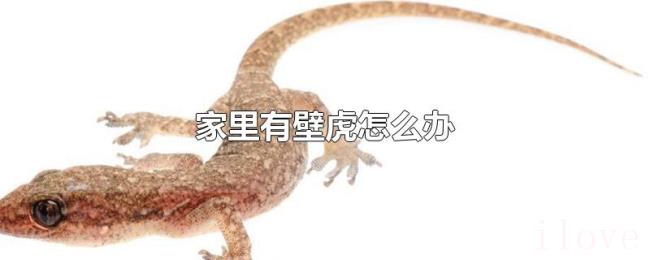 家里有壁虎怎么办 家里有壁虎怎么办