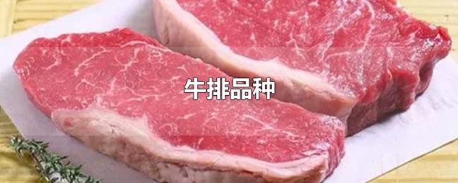 牛排品种