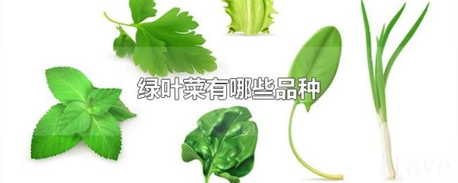 绿叶菜有哪些品种 绿叶菜有哪些品种
