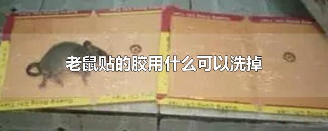 老鼠贴的胶用什么可以洗掉 老鼠贴的胶用什么可以洗掉