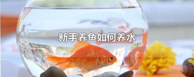 新手养鱼如何养水