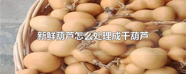 新鲜葫芦怎么处理成干葫芦