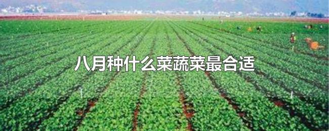 八月种什么菜蔬菜最合适