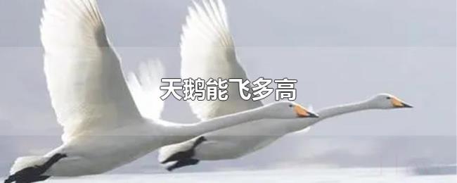 天鹅能飞多高