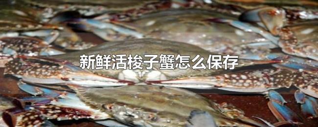 新鲜活梭子蟹怎么保存 新鲜活梭子蟹怎么保存