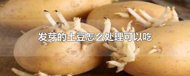 发芽的土豆怎么处理可以吃 发芽的土豆怎么处理可以吃