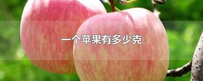 一个苹果有多少克 一个苹果有多少克