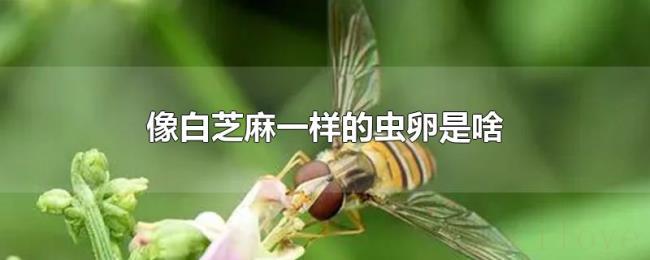 像白芝麻一样的虫卵是啥 像白芝麻一样的虫卵是啥