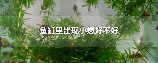 鱼缸里出现小螺好不好
