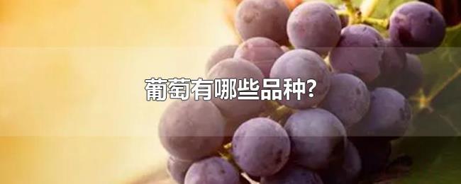 葡萄有哪些品种?