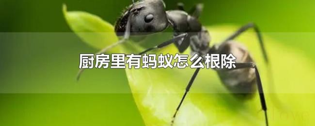 厨房里有蚂蚁怎么根除 厨房里有蚂蚁怎么根除