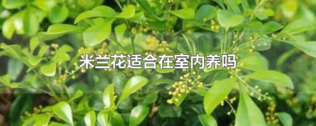 米兰花适合在室内养吗