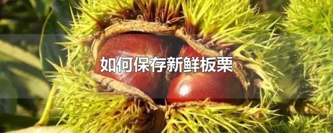 如何保存新鲜板栗 如何保存新鲜板栗