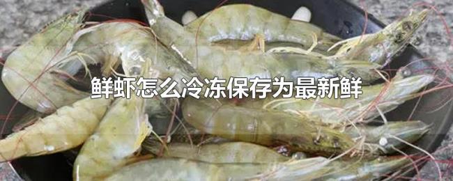 鲜虾怎么冷冻保存为最新鲜