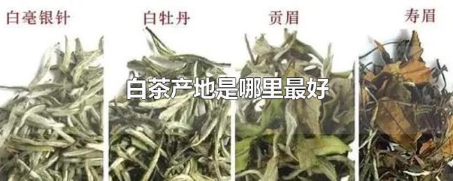 白茶产地是哪里最好