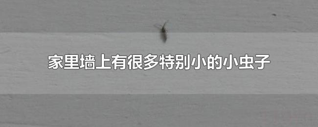 家里墙上有很多特别小的小虫子 家里墙上有很多特别小的小虫子