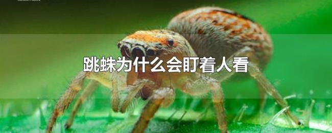 跳蛛为什么会盯着人看 跳蛛为什么会盯着人看
