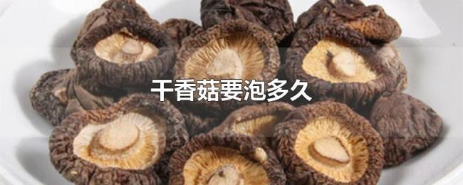 干香菇要泡多久