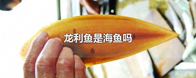 龙利鱼是海鱼吗