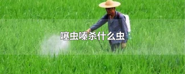 噻虫嗪杀什么虫 噻虫嗪杀什么虫