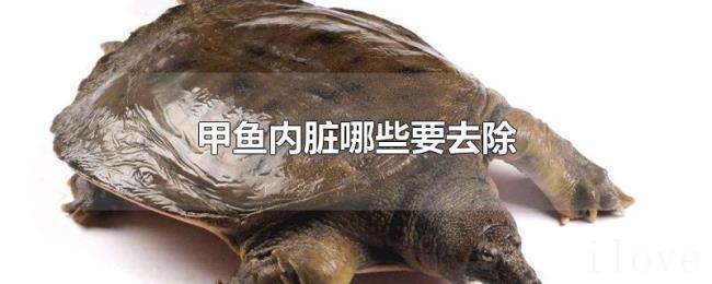 甲鱼内脏哪些要去除