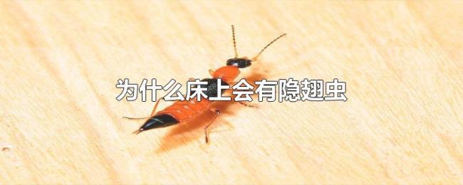 为什么床上会有隐翅虫