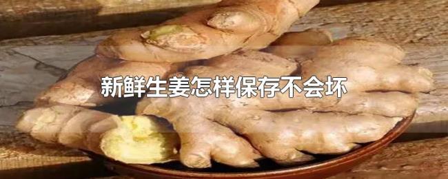 新鲜生姜怎样保存不会坏