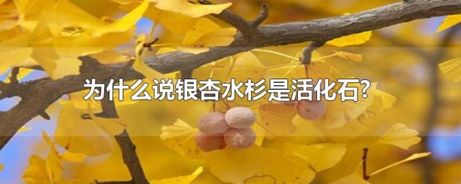 为什么说银杏水杉是活化石?
