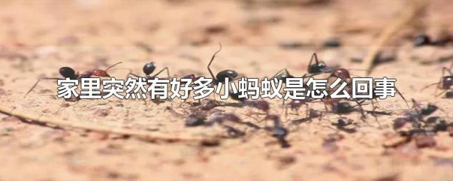 家里突然有好多小蚂蚁是怎么回事 家里突然有好多小蚂蚁是怎么回事