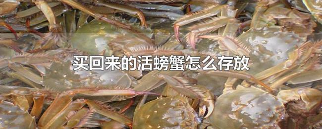 买回来的活螃蟹怎么存放 买回来的活螃蟹怎么存放