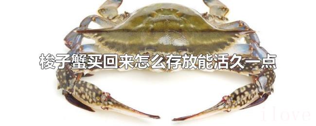 梭子蟹买回来怎么存放能活久一点 梭子蟹买回来怎么存放能活久一点