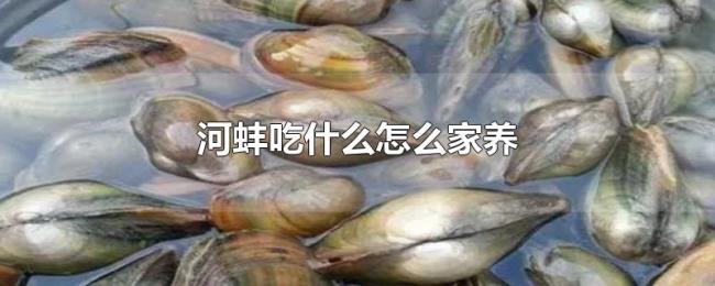河蚌吃什么怎么家养 河蚌吃什么怎么家养