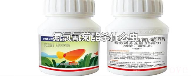 氟氯氰菊酯杀什么虫 氟氯氰菊酯杀什么虫
